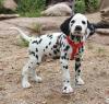 Puppies for sale Denmark, Kopenagen Dalmatian