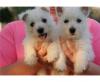Puppies for sale Spain, Valencia West Highland White Terrier