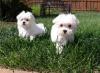 Puppies for sale Spain, Navarra Maltese