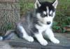 Puppies for sale Germany, Gelsenkirchen Haski