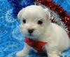 Puppies for sale Netherlands, Hoorn Maltese