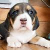 Puppies for sale Ireland, Dublin Beagle, Puppies