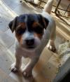 Puppies for sale Sweden, Lidkoping Jack Russell Terrier