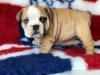 Puppies for sale Sweden, Mutal English Bulldog
