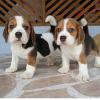 Puppies for sale Denmark, Aalborg Beagle
