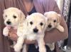Puppies for sale Spain, Barcelona Maltese