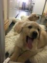 Puppies for sale Netherlands, Enschede Golden Retriever