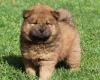 Puppies for sale Germany, Hannover Chow Chow