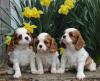Puppies for sale Spain, Madrid King Charles Spaniel