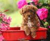 Puppies for sale Canada, Alberta, Calgary , Cockapoo