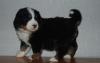 Puppies for sale Greece, Athens Bernese Mountain Dog
