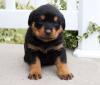 Puppies for sale Spain, Salamanca Rottweiler