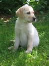 Puppies for sale Canada, Alberta Labrador Retriever