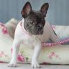 Puppies for sale Germany, Berlin French Bulldog
