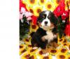 Puppies for sale Canada, Manitoba Bernese Mountain Dog