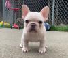 Puppies for sale Greece, Thessaloniki French Bulldog