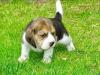 Puppies for sale Greece, Athens Beagle