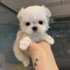 Puppies for sale Greece, Athens Maltese