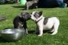 Puppies for sale Germany, Cottbus French Bulldog