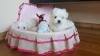 Puppies for sale Latvia, Balvi Maltese