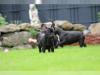 Puppies for sale Germany, Lubeck French Bulldog