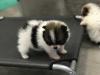 Puppies for sale Kazakhstan, Aktau Pomeranian Spitz