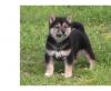 Puppies for sale Spain, Barcelona , Shiba Inu