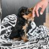 Puppies for sale Poland, Chorzow Yorkshire Terrier