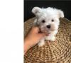 Puppies for sale Spain, Madrid , Cockapoo