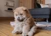 Puppies for sale Greece, Patra Chow Chow