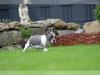 Puppies for sale Germany, Dusseldorf French Bulldog
