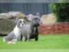 Puppies for sale Germany, Cologne French Bulldog