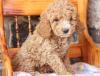 Puppies for sale Spain, Madrid , Cockapoo