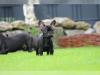 Puppies for sale Germany, Chemnitz French Bulldog