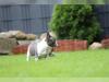 Puppies for sale Germany, Hannover French Bulldog