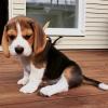 Puppies for sale Czech Republic, Plzen Beagle