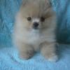 Puppies for sale Netherlands, Eindhoven Pomeranian Spitz