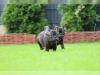 Puppies for sale Germany, Aihvald French Bulldog