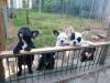 Puppies for sale Germany, Wismar French Bulldog