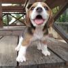 Puppies for sale Sweden, Malmo Beagle