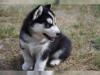 Puppies for sale Ukraine, Dnipropetrovsk , husky