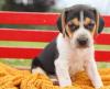 Puppies for sale Netherlands, Amsterdam Beagle