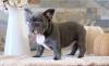 Puppies for sale Spain, Alicante French Bulldog
