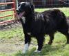 Puppies for sale Finland, Kotka Australian Shepherd