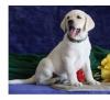Puppies for sale Finland, Lahti Labrador Retriever