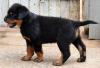 Puppies for sale Poland, Bedzin Rottweiler