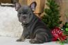 Puppies for sale Lithuania, Akmene French Bulldog