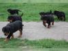 Puppies for sale Romania, Golden Rottweiler