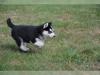 Puppies for sale Bulgaria, Stara Zagora , husky