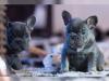Puppies for sale USA, California, San Francisco French Bulldog